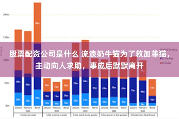 股票配资公司是什么 流浪奶牛猫为了救加菲猫，主动向人求助，事成后默默离开